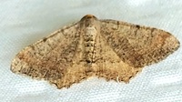 Macaria minorata