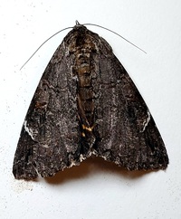 Euparthenos nubilis