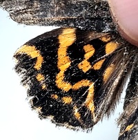 Euparthenos nubilis