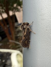 Acrolophus popeanella