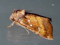 Papaipema arctivorens
