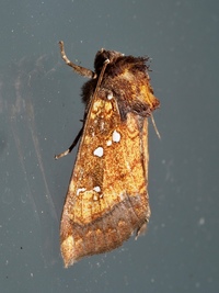 Papaipema arctivorens