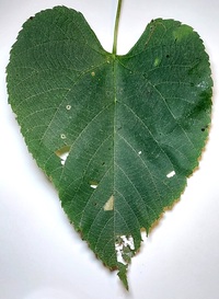 Phyllonorycter lucetiella