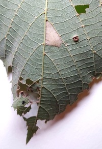 Phyllonorycter lucetiella