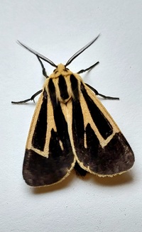 Apantesis vittata