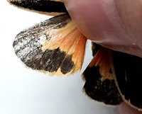 Apantesis vittata
