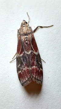 Euzophera ostricolorella