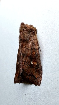 Tricholita signata