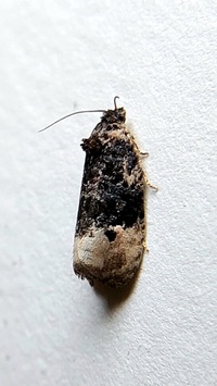 Hedya separatana