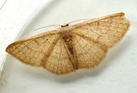 Pleuroprucha insulsaria