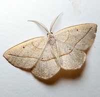 Eusarca confusaria