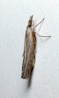 Fissicrambus mutabilis