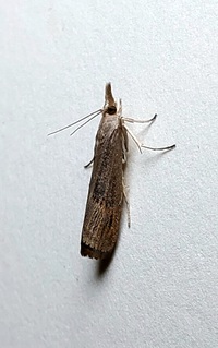 Parapediasia teterrellus