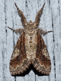 Dasychira obliquata
