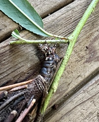Thyridopteryx ephemeraeformis