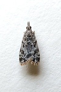 Eudonia heterosalis
