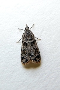 Scoparia biplagialis