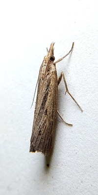Fissicrambus mutabilis