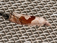 Pelochrista similiana