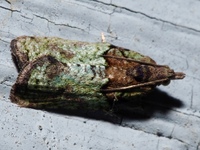 Epinotia medioviridana