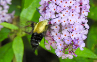 Hemaris diffinis
