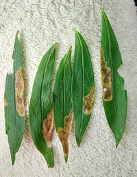 Astrotischeria solidagonifoliella