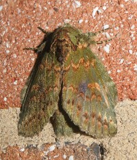Cecrita biundata