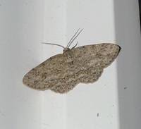 Ectropis crepuscularia