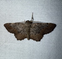 Hypagyrtis esther