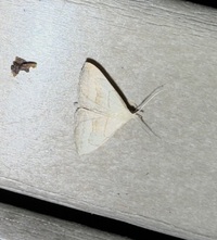 Zanclognatha pedipilalis