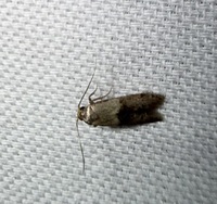 Pigritia unidentified species