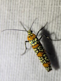 Atteva aurea