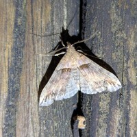 Lascoria ambigualis