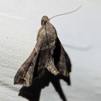 Palthis asopialis