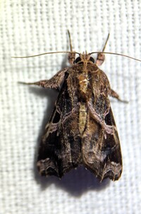 Callopistria floridensis
