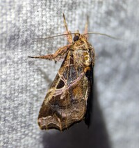 Callopistria floridensis
