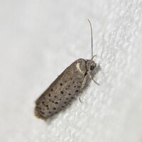 Homadaula anisocentra