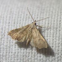 Redectis pygmaea