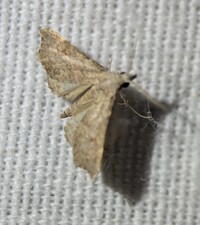 Redectis pygmaea