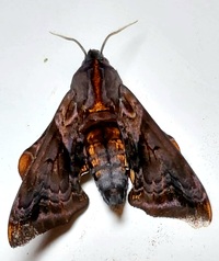 Paonias myops