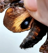 Paonias myops