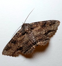 Zale lunata