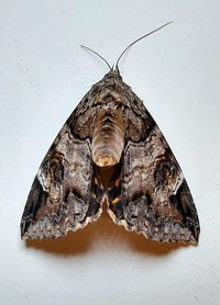 Euparthenos nubilis