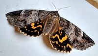 Euparthenos nubilis