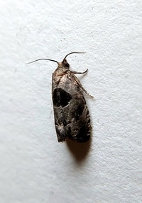 Epiblema brightonana