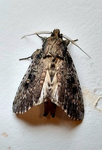 Schizura ipomaeae