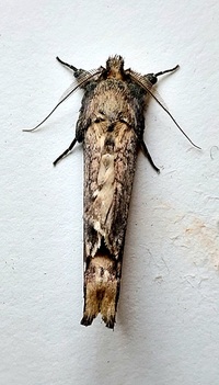 Schizura ipomaeae