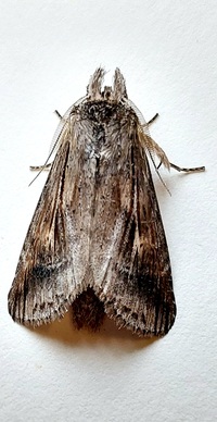 Dasylophia anguina