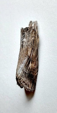 Dasylophia anguina