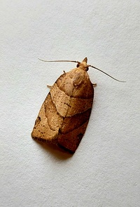 Pandemis lamprosana